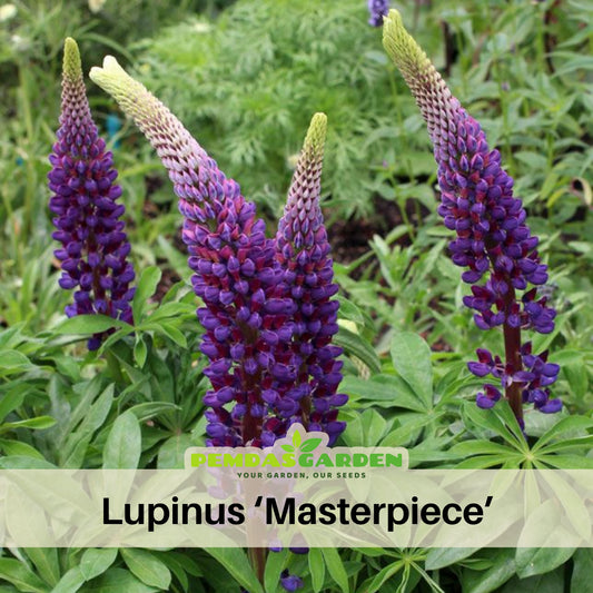 Masterpiece Lupine (Lupinus ‘Masterpiece’) Seeds - Lupine Seeds