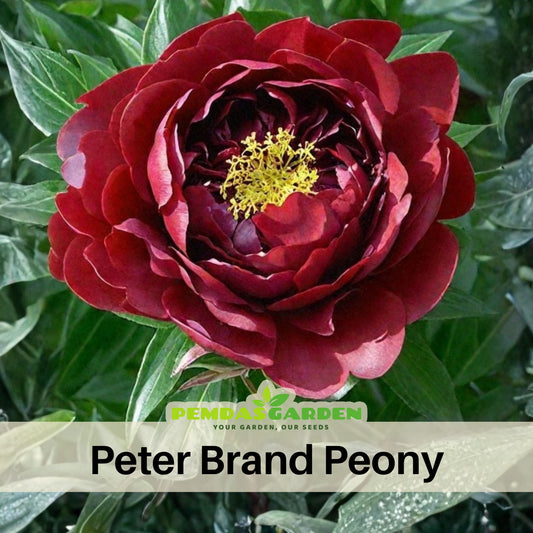 Peter Brand Peony Seeds - Chinese Peony, 10+ seeds