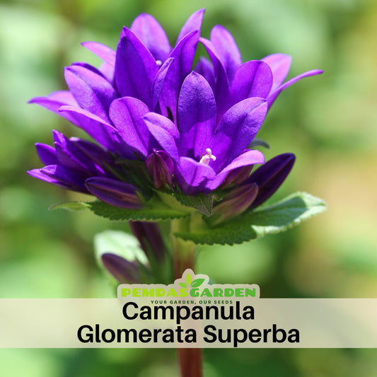 Campanula Glomerata Superba Seeds - Perennial, 20 seeds