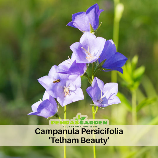 Telham Beauty Campanula Persicifolia Bellflowers Seeds, 20 seeds