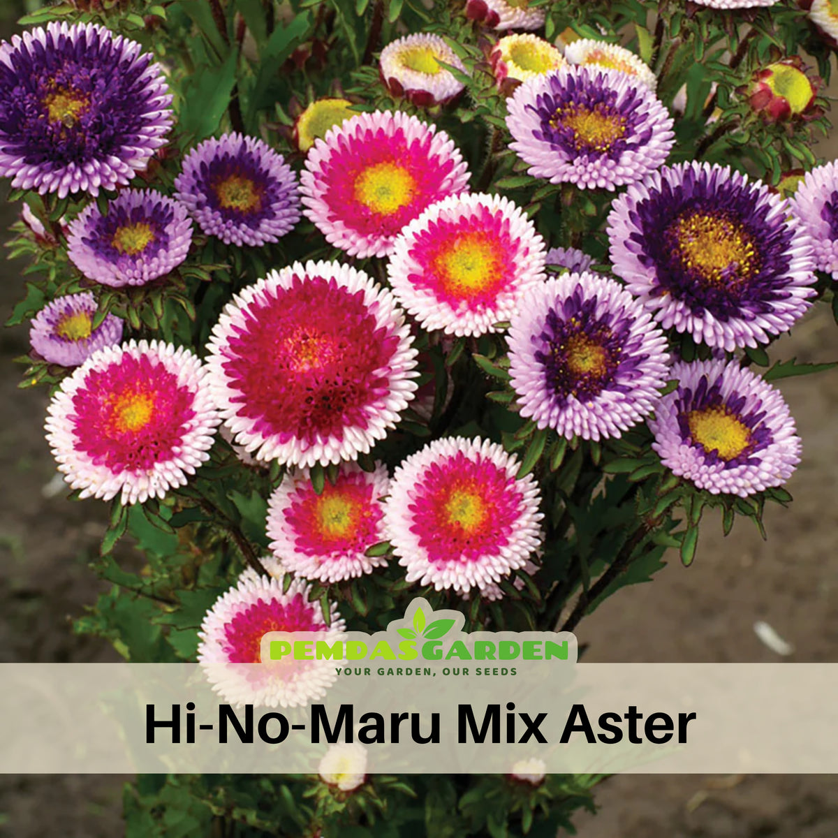 Hi-No-Maru Mix Aster Seeds (Pompon) - China Aster, 20 seeds