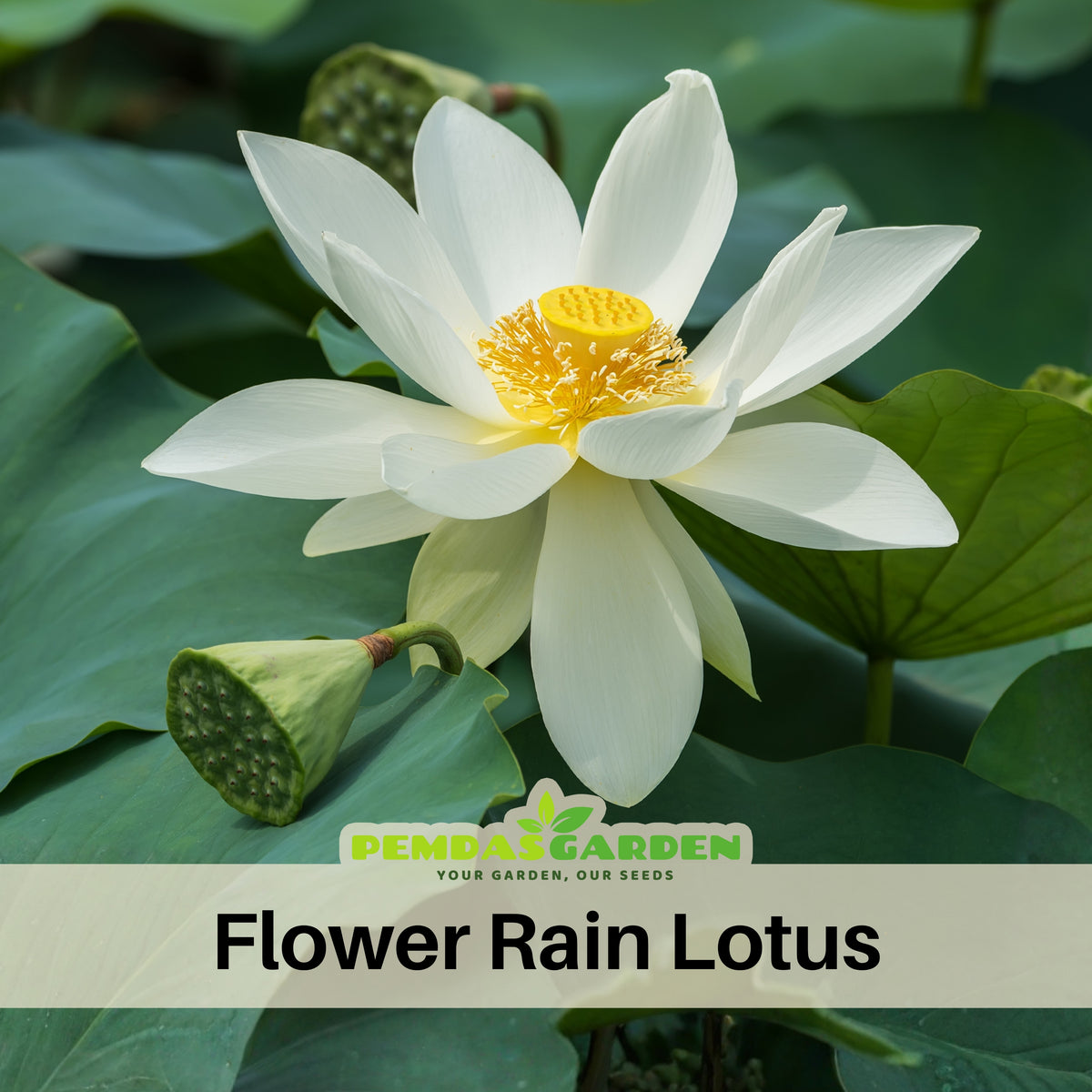 Flower Rain Lotus Seeds - Edible Seeds & Roots, 5 seeds