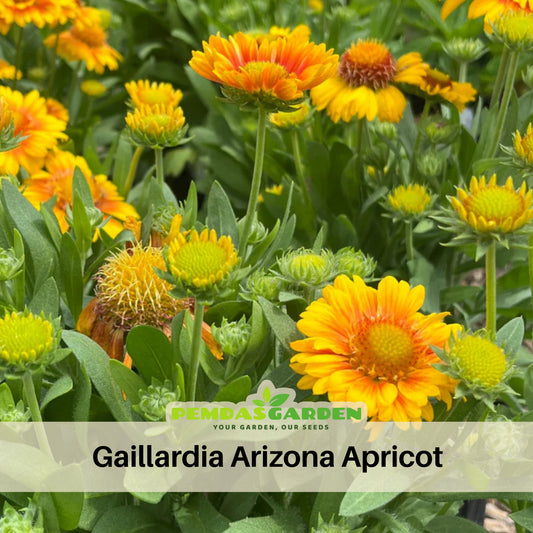 Arizona Apricot Gaillardia Seeds - Blanket Flower, 20 seeds