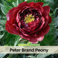 10+ Rare Seeds| Peter Brand Peony Seeds (Paeonia, Chinese Peony) – Heirloom Perennial Flower Seeds for Colorful Garden Blooms, Ornamental Landscaping & Cut Flowers #B015