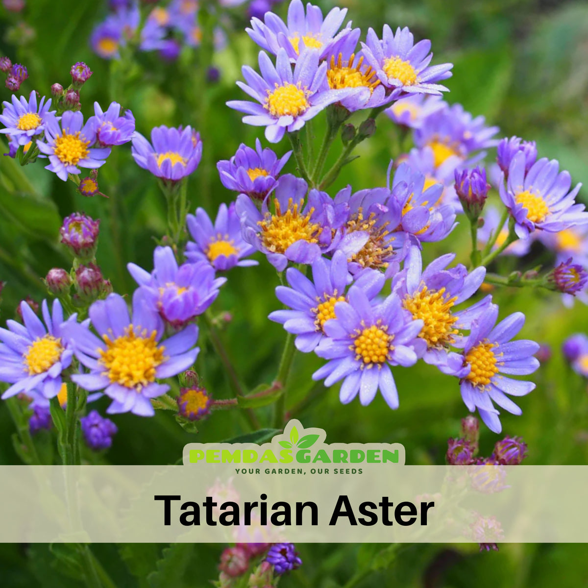 Tatarian Aster Seeds - China Aster, Fall Blooms, 20 seeds