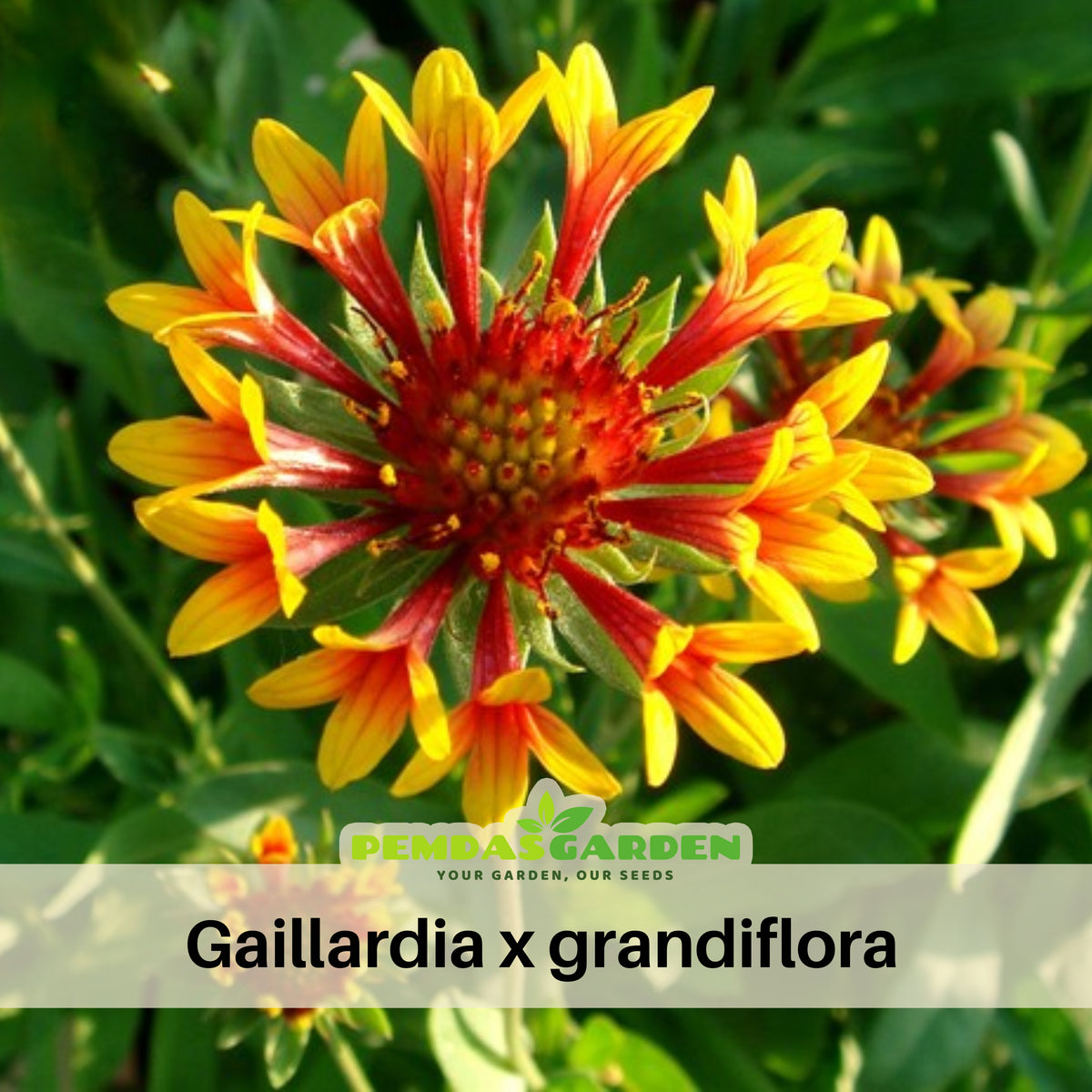 Gaillardia X Grandiflora 'Fanfare' Seeds - Blanket Flower, 20 seeds