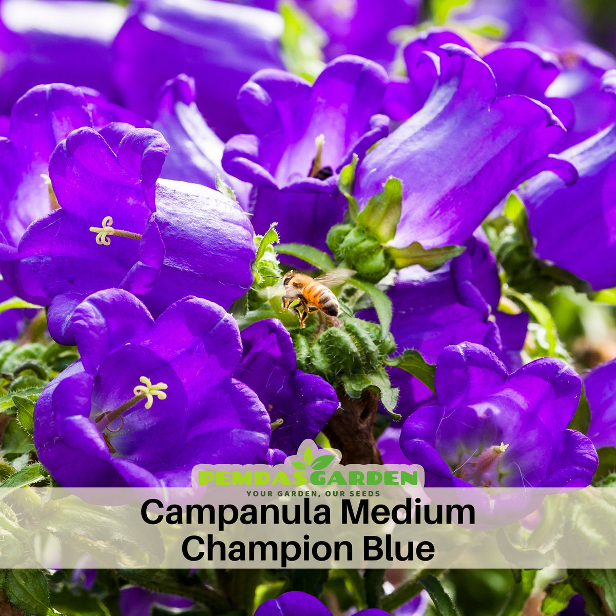 Campanula Medium Champion Blue-8060D Seeds, 20 seeds