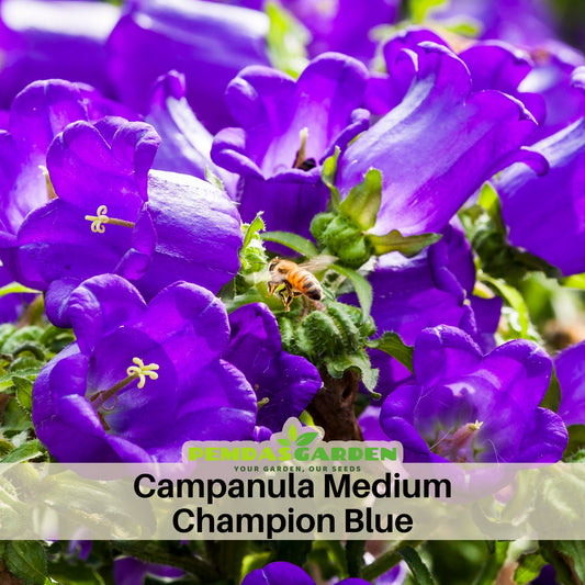 Campanula Medium Champion Blue-8060D Seeds, 20 seeds