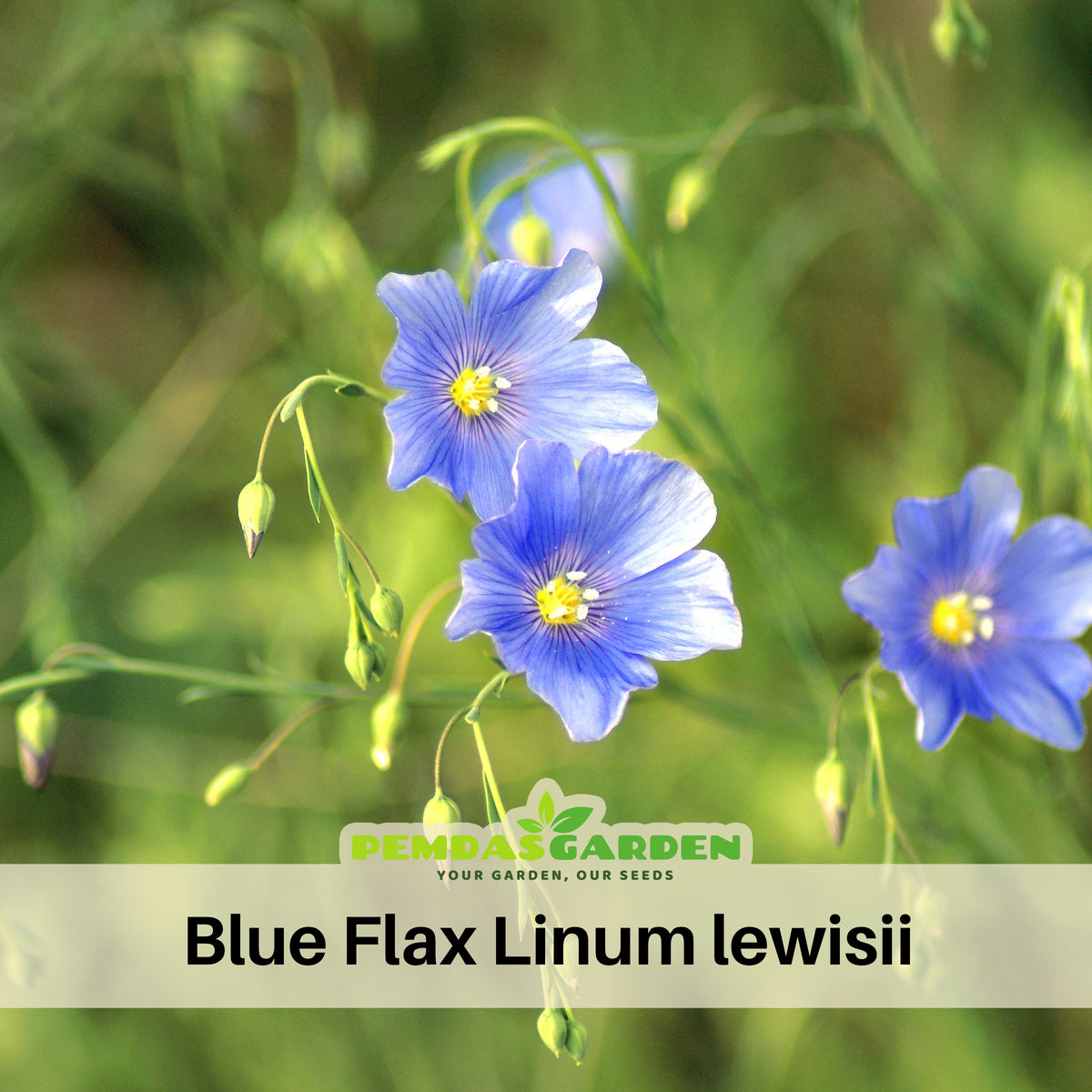 Blue Flax Linum Lewisii Seeds, 30 seeds