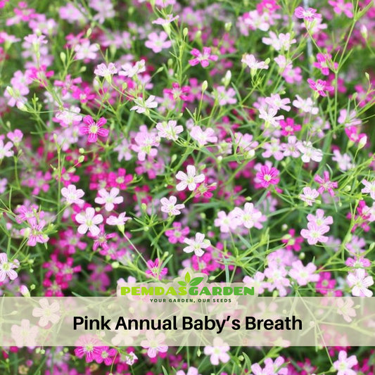Light Pink Annual Baby's Breath Seeds - Delicate Blooms, 30 seeds