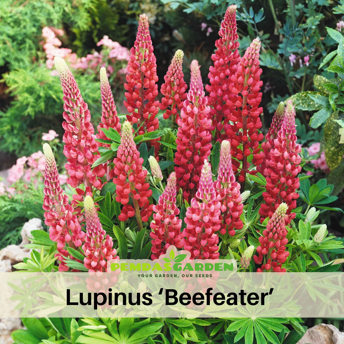 Lupinus ‘Beefeater’ (Lupine) Seeds, Bluebonnet