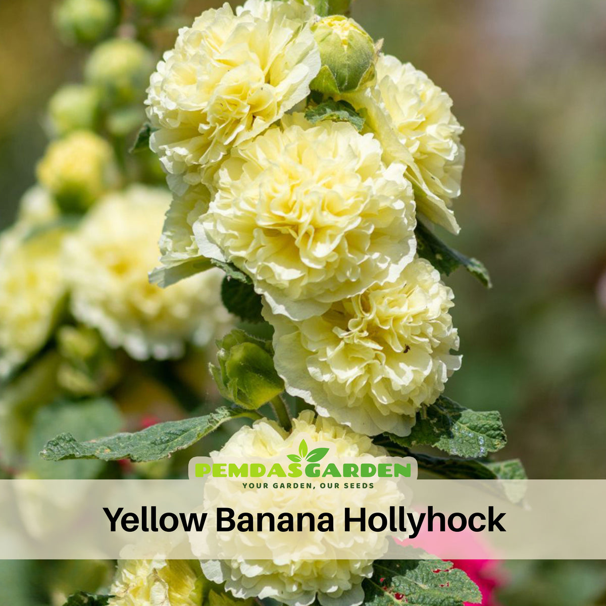 Yellow Banana Hollyhock Seeds - Alcea Rosea Seeds, 20 seeds