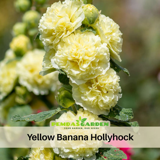 Yellow Banana Hollyhock Seeds - Alcea Rosea Seeds, 20 seeds