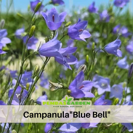Blue Bell Campanula Seeds - Perennial, Perfect for Borders, 20 seeds