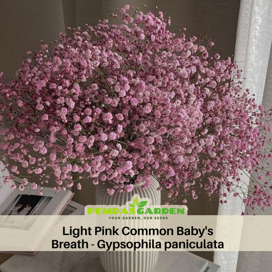 Light Pink Common Baby's Breath Seeds - Delicate Blooms, 30 seeds