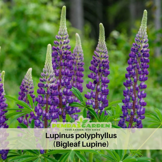 Lupinus Polyphyllus (Bigleaf Lupine) Seeds