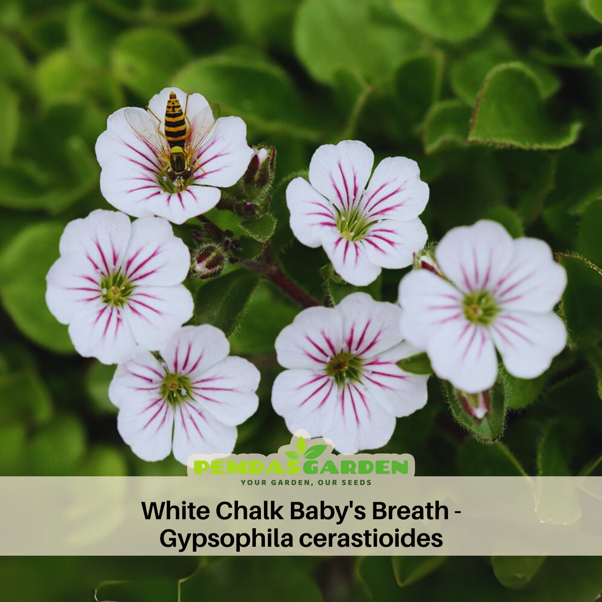 White Chalk Baby's Breath Seeds - Delicate Blooms, 30 seeds