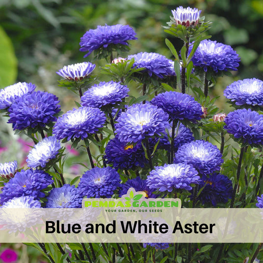 Blue and White Aster Seeds (Pompon) - China Aster, 20 seeds