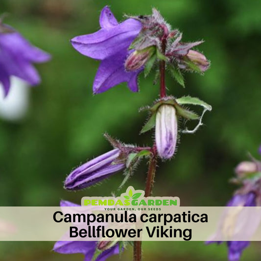 Viking Campanula (Bellflower) Seeds - Perennial, 20 seeds