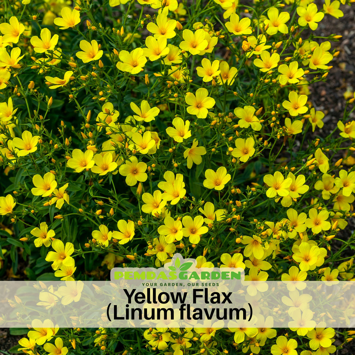 Yellow Flax (Linum Flavum) Seeds, 30 seeds