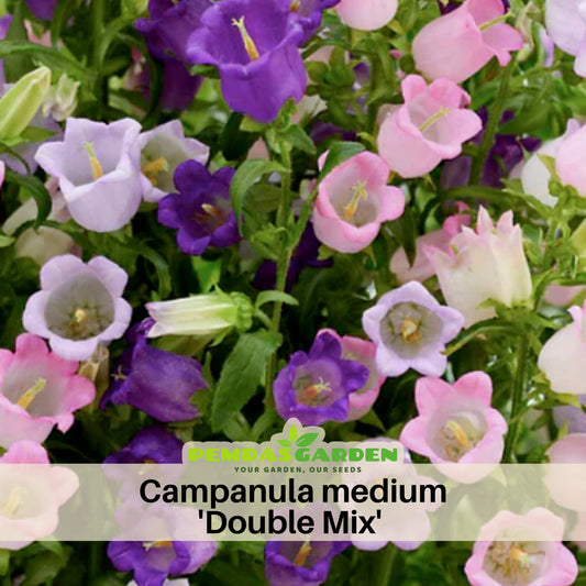 Campanula Medium 'Double Mix' (Cup & Saucer) Seeds, 20 seeds