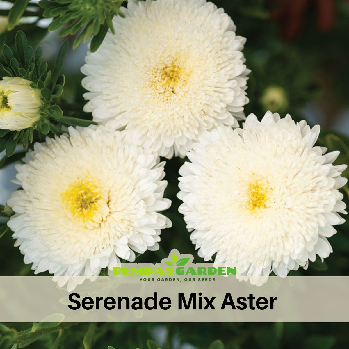 Serenade Mix Aster Seeds - China Aster, 20 seeds