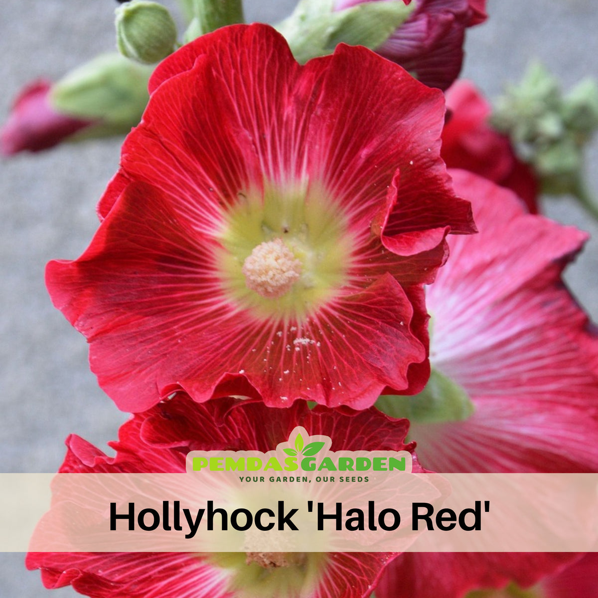 Halo Red Hollyhock Seeds - Alcea Rosea Seeds, 20 seeds