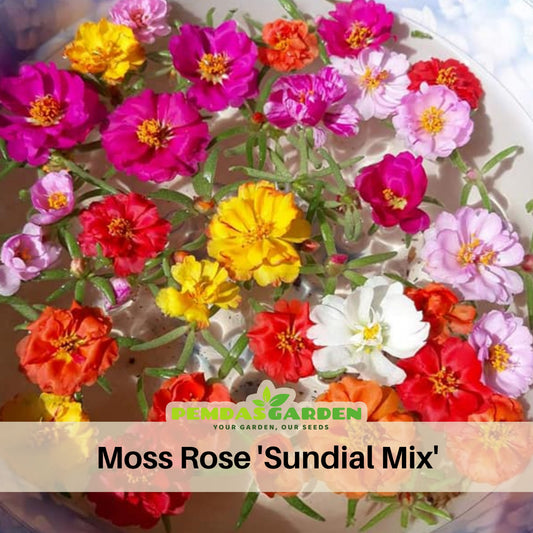 Portulaca 'Sundial Mix' Seeds - Moss Rose Seeds, 30 seeds