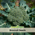 20s| Broccoli Seeds - - Authentic - Open-Pollinated - Asian Garden~ Organic - Heirloom - Vegetable Seeds - #8002