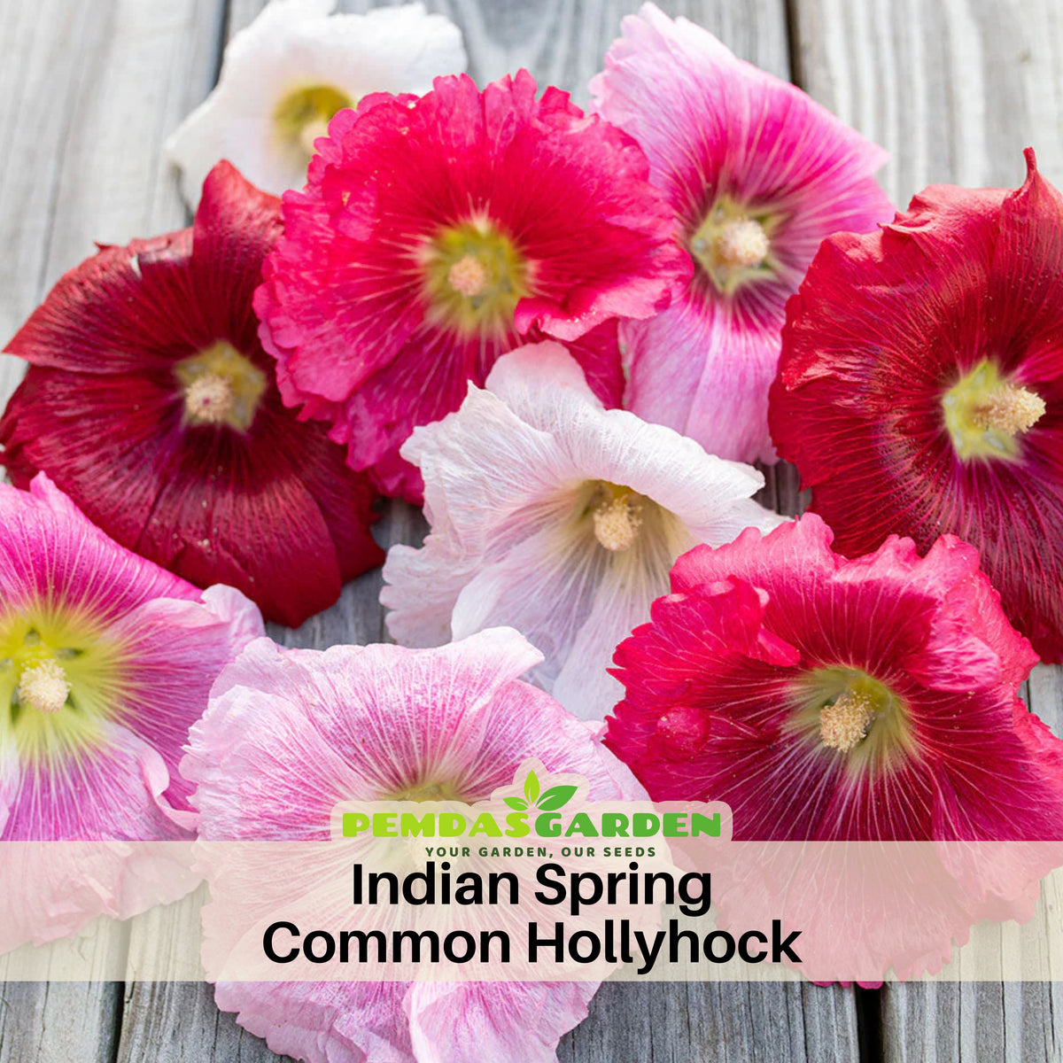 Indian Spring Common Hollyhock Seeds (Alcea Rosea), 20 seeds