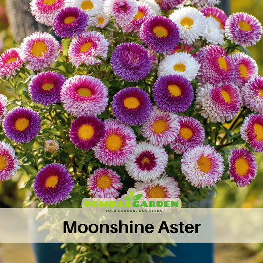 Moonshine Seeds, 20 seeds