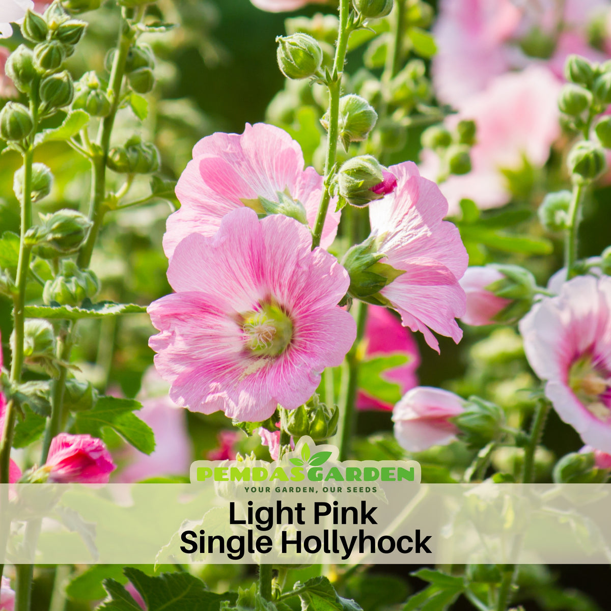 Light Pink Single Hollyhock Seeds - Single Mix (Alcea Rosea), 20 seeds