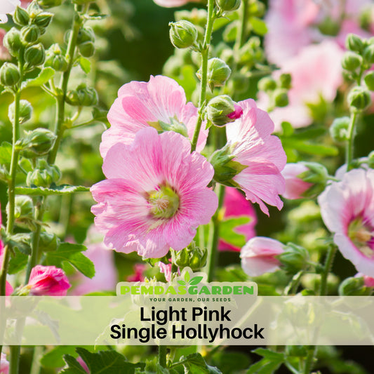 Light Pink Single Hollyhock Seeds - Single Mix (Alcea Rosea), 20 seeds