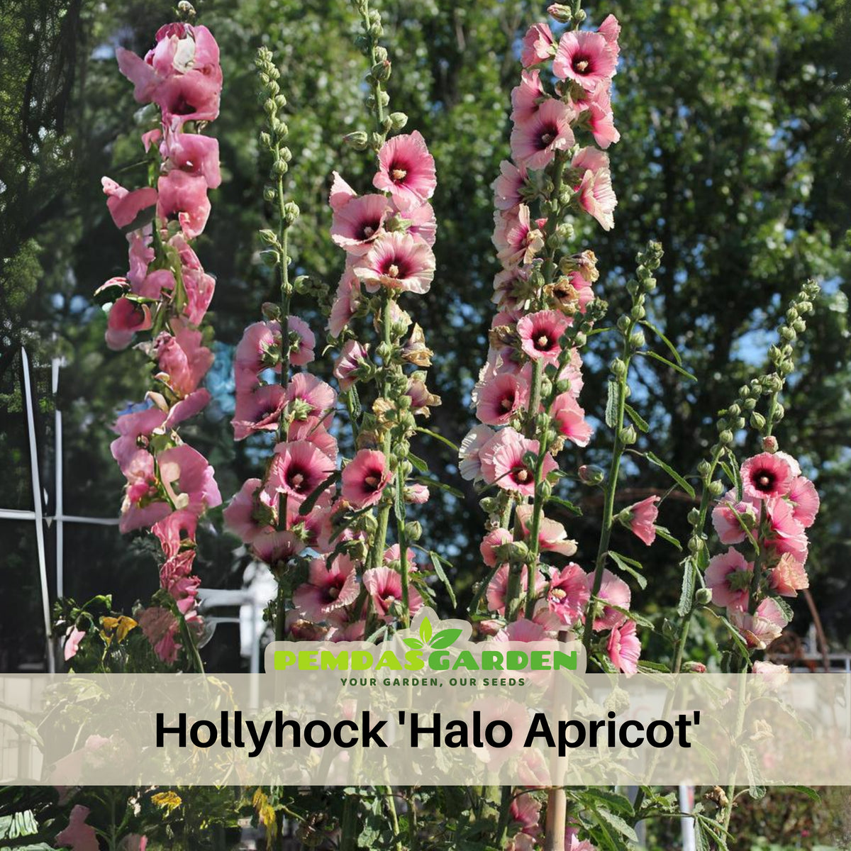 Halo Apricot Hollyhock Seeds - Alcea Rosea Seeds, 20 seeds