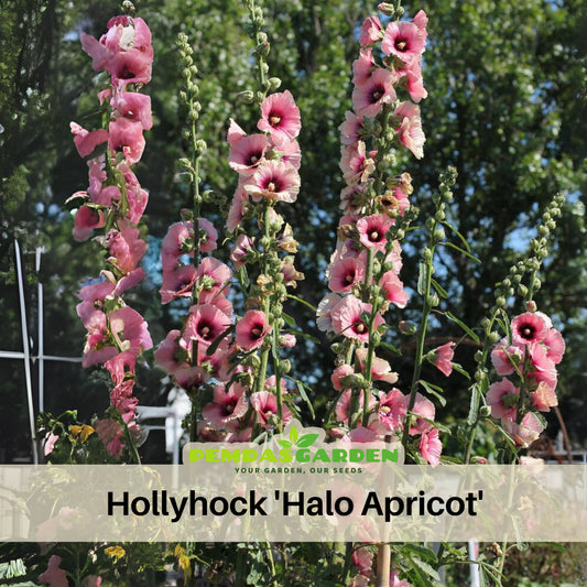 Halo Apricot Hollyhock Seeds - Alcea Rosea Seeds, 20 seeds