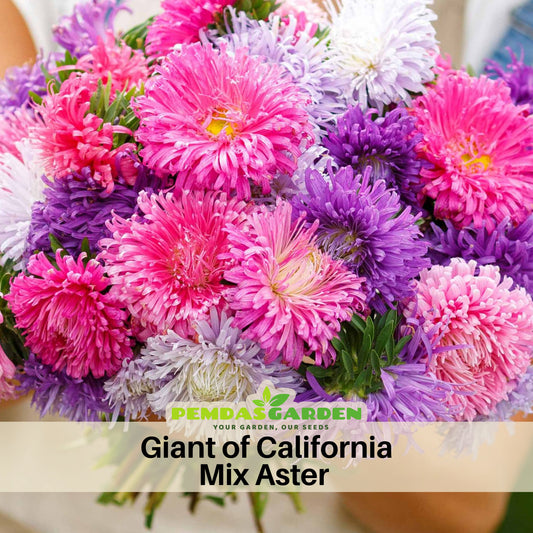 Giant of California Mix Aster Seeds - Colorful Autumn Blooms, 20 seeds