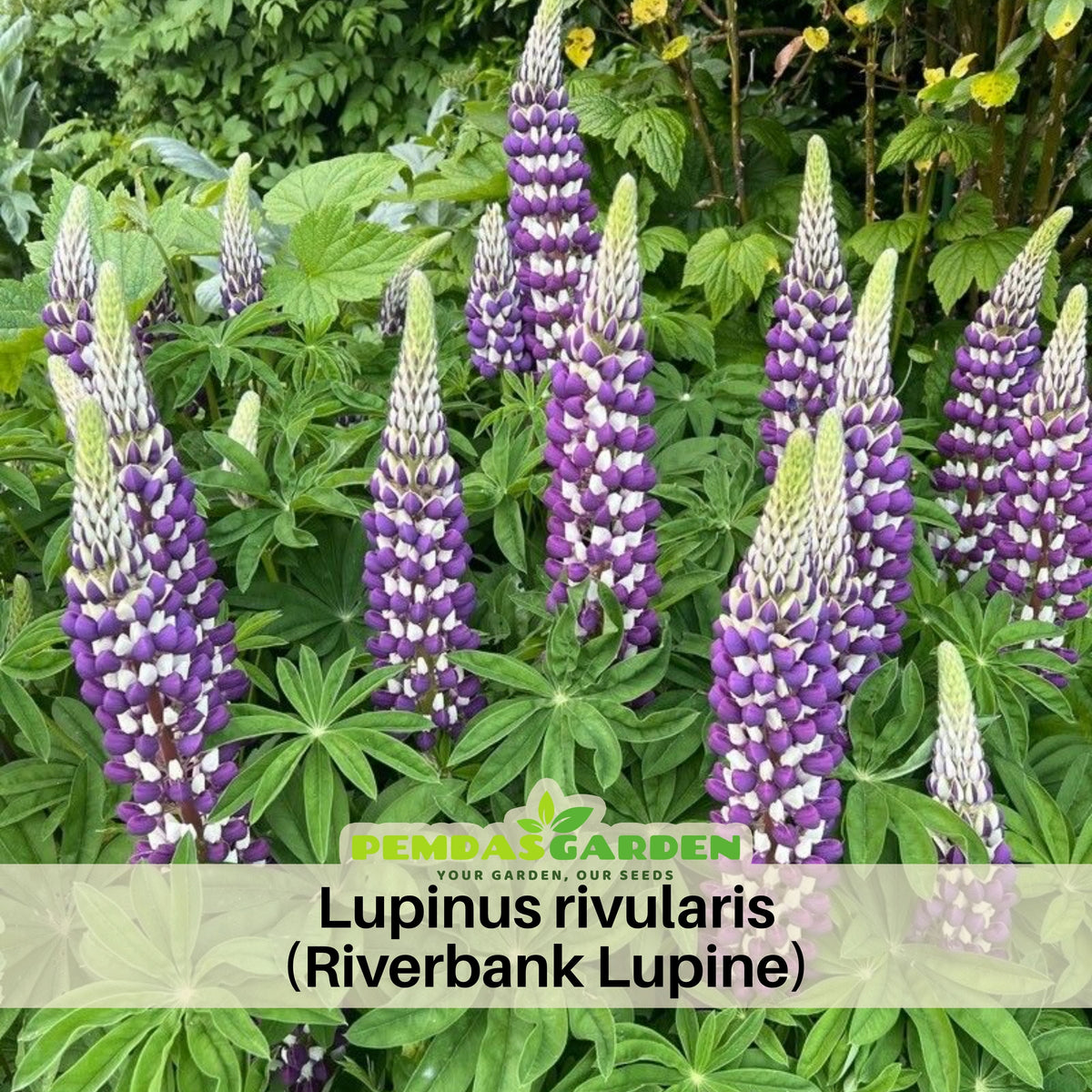 Lupinus Rivularis (Riverbank Lupine) Seeds, Bluebonnet