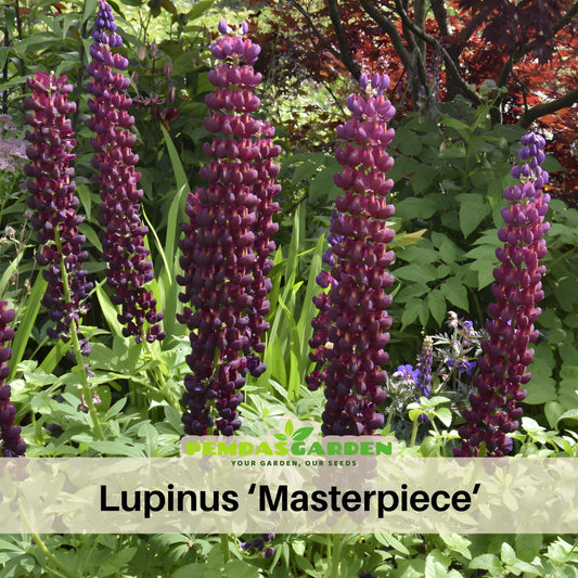 Gallery White Lupine (Lupinus ‘Gallery White’) Seeds