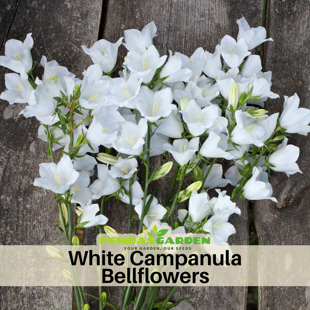 Baby White Campanule Seeds - Perennial, Perfect for Borders, 20 seeds