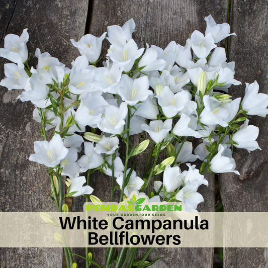 Baby White Campanule Seeds - Perennial, Perfect for Borders, 20 seeds