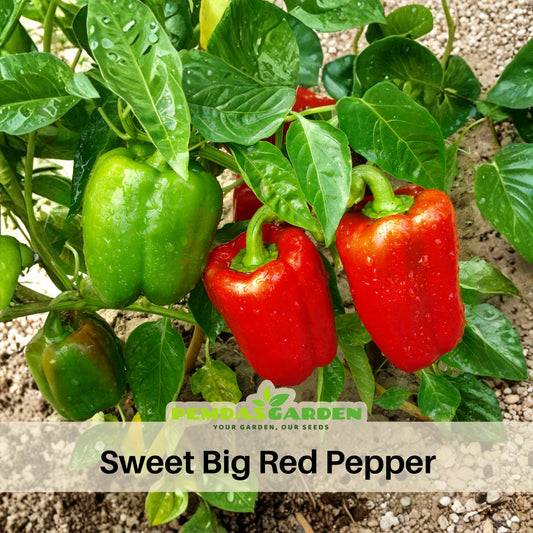 Sweet Big Red Pepper Seeds - Asian Garden~ Organic, 20 seeds