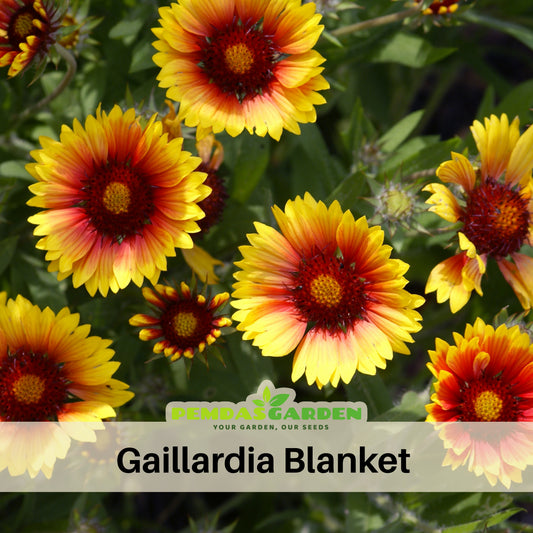 Gaillardia Seeds - Blanket Flower, Vibrant Red, 20 seeds