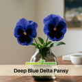 25+ Seeds| Deep Blue Delta Pansy Seeds - Cold Resistant -Open-Pollinating - Self-Pollinating - Draft Resistant - Plant in Summer/Spring #204