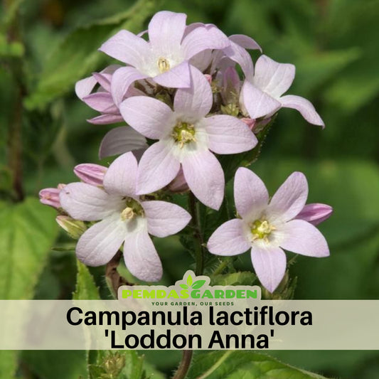Loddon Anna Campanula Lactiflora Seeds - Bellflowers Seeds, 20 seeds