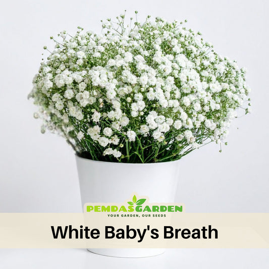 White Common Baby's Breath Seeds - Delicate Blooms, 30 seeds