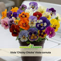 25+ Seeds| Viola 'Chicky Chicks' Viola cornuta Seeds - Cold Resistant - Draft Resistant - Plant in late Spring #219