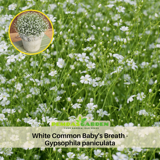 White Common Baby's Breath Seeds - Delicate Blooms, 30 seeds