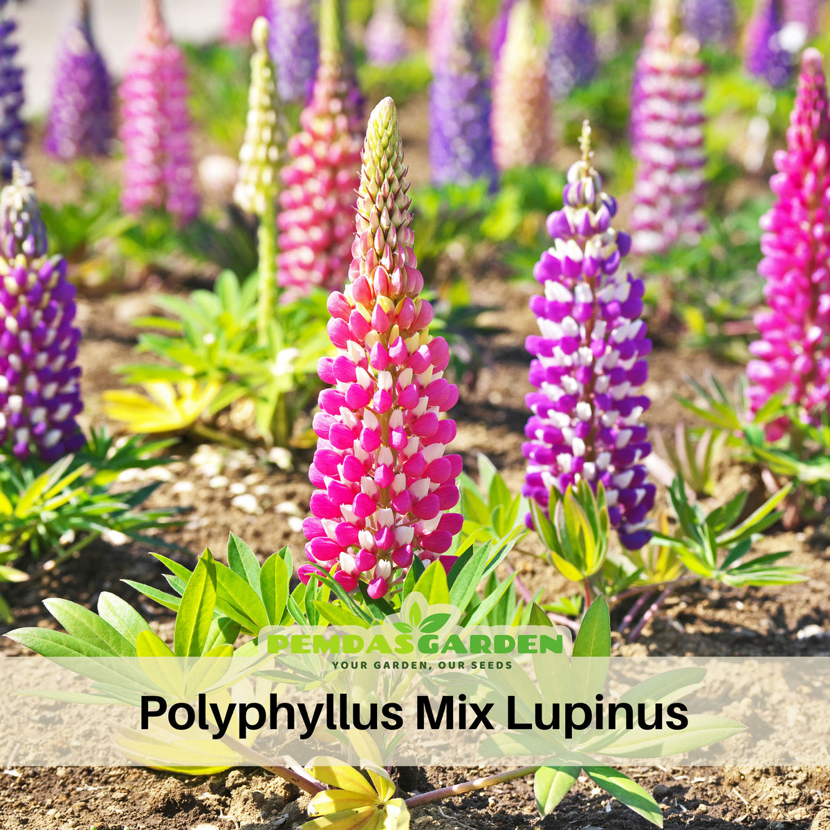 Polyphyllus Mix Lupinus Seeds - Lupine Seeds, Bluebonnet