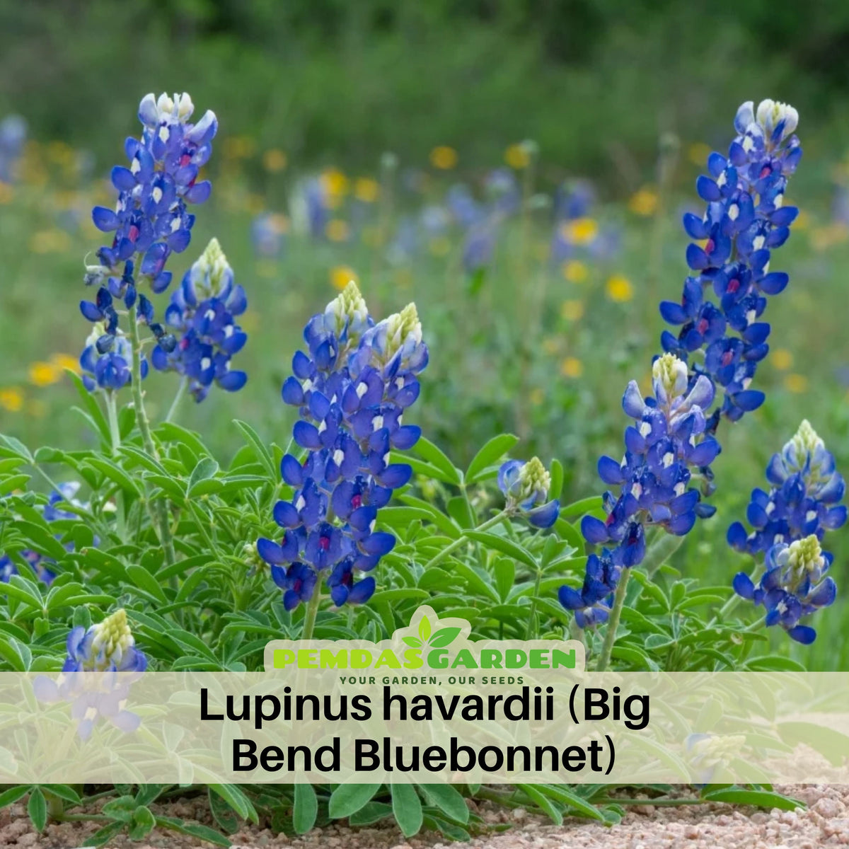 Lupinus Havardii (Big Bend Bluebonnet) Seeds - Lupine Seeds