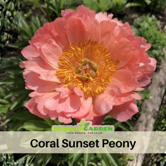 Coral Sunset Collection Peony Seeds - Herbaceous, 10+ seeds
